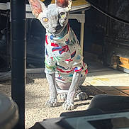 Conquest is registered to the contest to win money with this photo: sphynx_cat, cat, hairless_cat, pet, animal, indoors, carpet, clothing, colorful, sunlight, shoes, sneakers, furniture, floor, portrait, sitting, looking, ears, eyes, cute