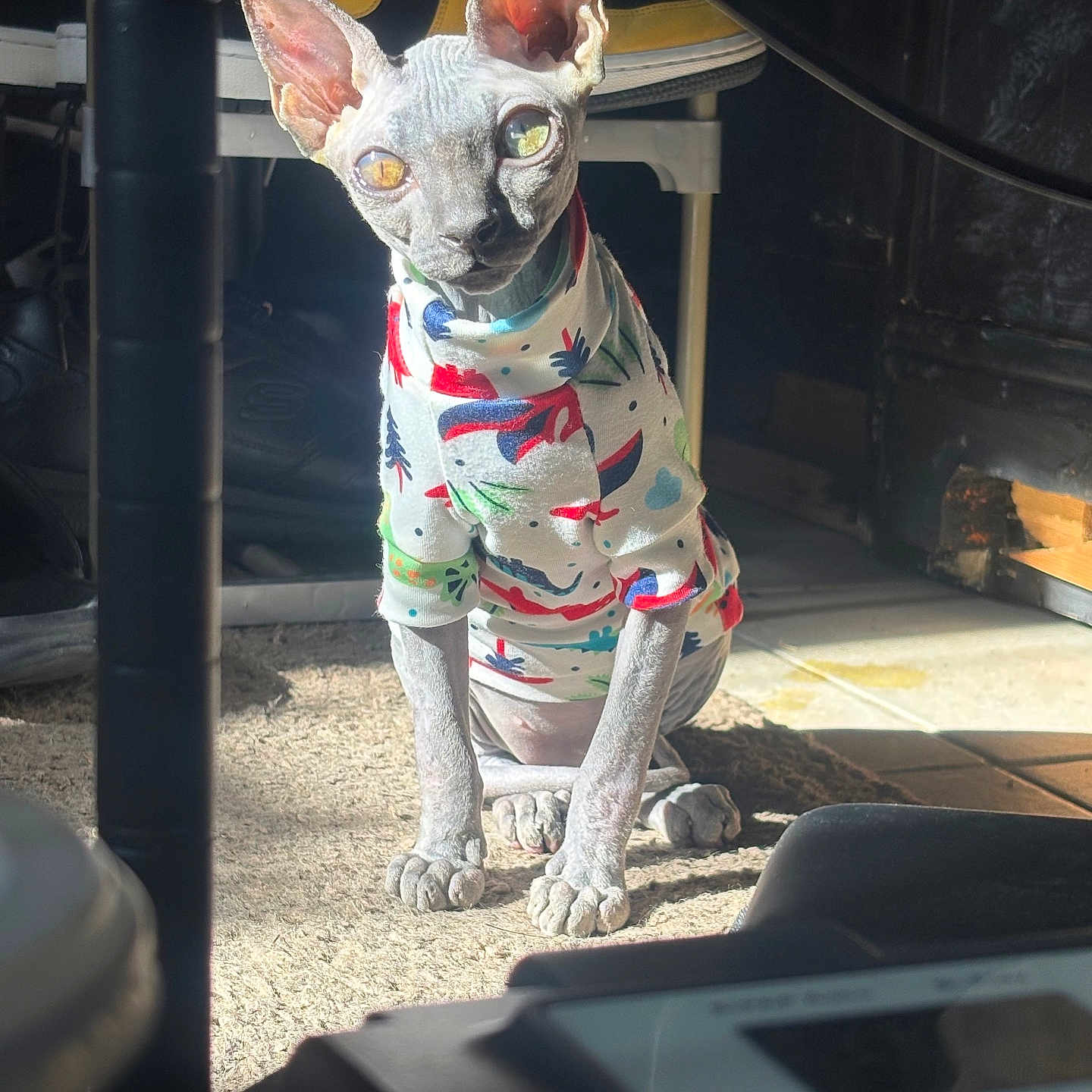 Conquest is registered to the contest to win money with this photo: sphynx_cat, cat, hairless_cat, pet, animal, indoors, carpet, clothing, colorful, sunlight, shoes, sneakers, furniture, floor, portrait, sitting, looking, ears, eyes, cute