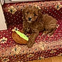 Saffie joined the competition — help win amazing prizes! puppy, dog, brown, carpet, stairs, plush_toy, avocado_toy, indoor, wood_floor, pet, cute, animal, fur, small, playing, resting, young, adorable, home, guarding