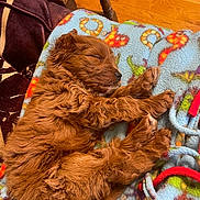 Saffie is registered to the contest to win money with this photo: puppy, sleeping, brown, dog, fleece_blanket, cozy, indoor, wooden_floor, fur, pet, animal, resting, cute, soft, comfort, blanket, paw, small_dog, relaxation, peaceful