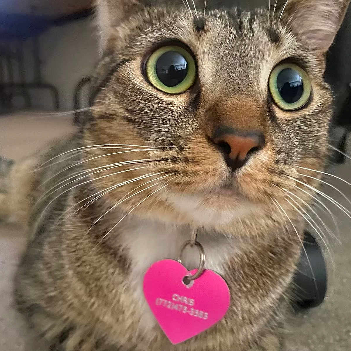 Pip is registered to the contest to win money with this photo: abyssinian, accessories, animal, cat, egyptiancat, envelope, greetingcard, guitar, jewelry, kitten, loveheartsymbol, mail, manx, musicalinstrument, necklace, pendant, pet, plectrum, symbol, text