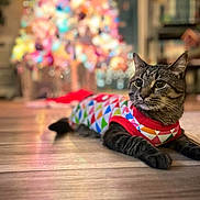 Chester joined the competition — help win amazing prizes! accessories, animal, canine, cat, christmas, christmasdecorations, christmastree, crawling, festival, formalwear, hardwood, indoors, interiordesign, kitten, lighting, manx, pet, stainedwood, tie, wood