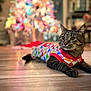 accessories, animal, canine, cat, christmas, christmasdecorations, christmastree, crawling, festival, formalwear, hardwood, indoors, interiordesign, kitten, lighting, manx, pet, stainedwood, tie, wood
