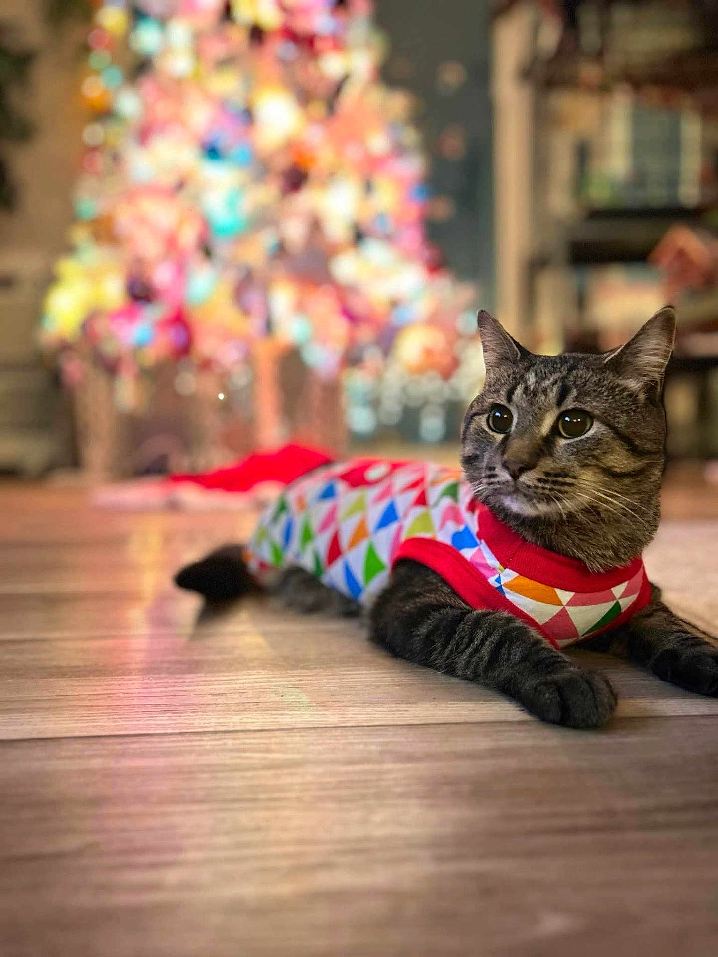 Chester joined the competition — help win amazing prizes! accessories, animal, canine, cat, christmas, christmasdecorations, christmastree, crawling, festival, formalwear, hardwood, indoors, interiordesign, kitten, lighting, manx, pet, stainedwood, tie, wood