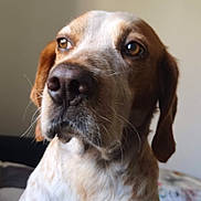 Toby a rejoint le concours — aidez-le/la à gagner de superbes lots ! animal, brown_eyes, brown_fur, canine, close_up, companion, dog, domestic_animal, ears, fur, head, indoor, looking_away, muzzle, pet, portrait, snout, thoughtful, whiskers, white_fur