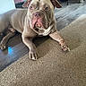 animal, brown, calm, canine, carpet, dog, domestic, ears, face, floor, furniture, household, indoor, looking, lounge, muscular, paws, pet, wooden_floor, wrinkles