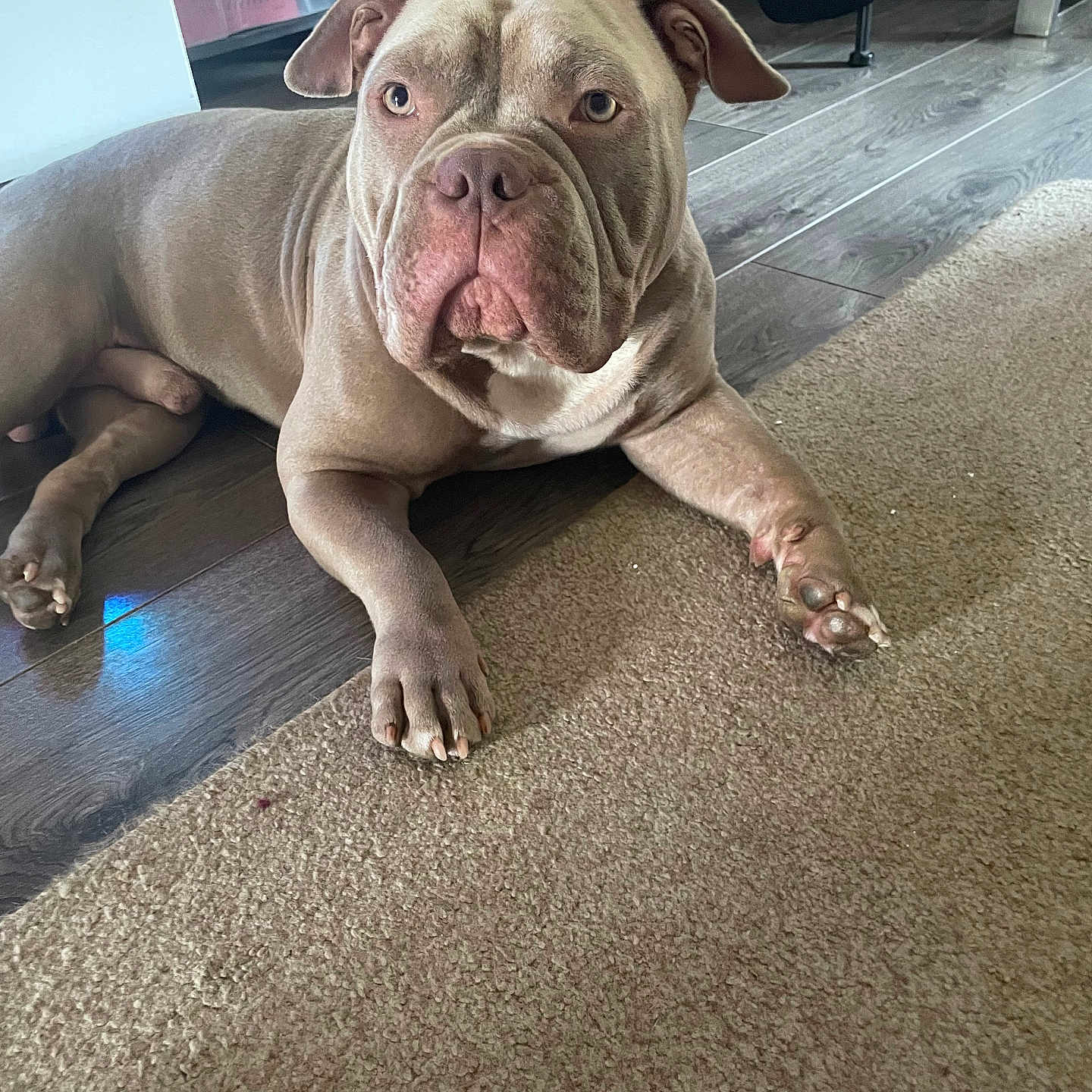 Argus a rejoint le concours — aidez-le/la à gagner de superbes lots ! dog, indoor, carpet, wooden_floor, pet, canine, animal, lounge, calm, ears, face, paws, floor, household, furniture, looking, brown, wrinkles, muscular, domestic