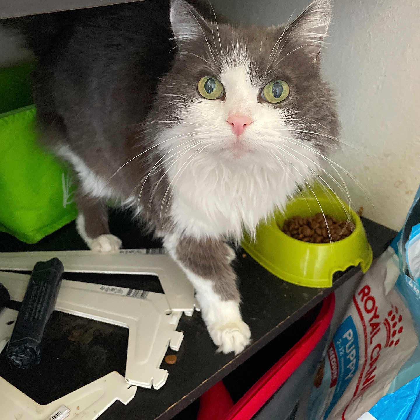 Moumoune participe au concours pour gagner de l'argent avec cette photo : accessories, animal, bag, cat, closet, computerhardware, cupboard, desk, electronics, firearm, furniture, gun, handbag, handgun, hardware, kitten, pet, shelf, table, weapon