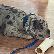Mecca Mcknight is registered to the contest to win money with this photo: puppy, dog, sleeping, floor, leash, bone, collar, pet, animal, resting, cute, domestic_animal, indoor, canine, young_dog, fur, spot, sleep, relaxation, companion