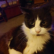 Mia joined the competition — help win amazing prizes! cat, black_and_white, indoor, furniture, chair, carpet, close_up, pet, whiskers, fur, relaxed, animal, mammal, domestic, face, eyes, nose, ears, portrait, cozy