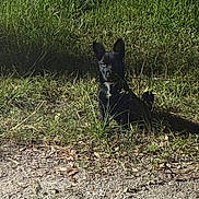 Edward joined the competition — help win amazing prizes! alert, black_dog, canine, dirt_path, dog, eyes, grass, leaves, muzzle, nature, night, outdoor, paws, pet, pointed_ears, portrait, shadow, sitting, small_dog, wild_grass