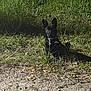 alert, black_dog, canine, dirt_path, dog, eyes, grass, leaves, muzzle, nature, night, outdoor, paws, pet, pointed_ears, portrait, shadow, sitting, small_dog, wild_grass