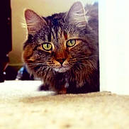 Jasmine is registered to the contest to win money with this photo: cat, tabby, green_eyes, fluffy, peeking, carpet, indoor, curious, pet, animal, fur, whiskers, ears, close_up, portrait, domestic_cat, cute, feline, soft_light, background_blur