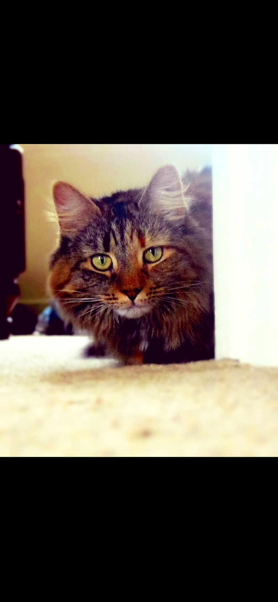 Jasmine is registered to the contest to win money with this photo: cat, tabby, green_eyes, fluffy, peeking, carpet, indoor, curious, pet, animal, fur, whiskers, ears, close_up, portrait, domestic_cat, cute, feline, soft_light, background_blur