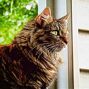 Jasmine joined the competition — help win amazing prizes! cat, tabby, long_hair, green_eyes, whiskers, window, looking_outside, feline, pet, animal, domestic_cat, close_up, side_profile, fur, nature_background, indoor, curious, mammal, cute, portrait