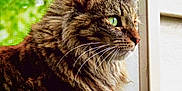 Jasmine joined the competition — help win amazing prizes! cat, tabby, long_hair, green_eyes, whiskers, window, looking_outside, feline, pet, animal, domestic_cat, close_up, side_profile, fur, nature_background, indoor, curious, mammal, cute, portrait