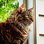 cat, tabby, long_hair, green_eyes, whiskers, window, looking_outside, feline, pet, animal, domestic_cat, close_up, side_profile, fur, nature_background, indoor, curious, mammal, cute, portrait