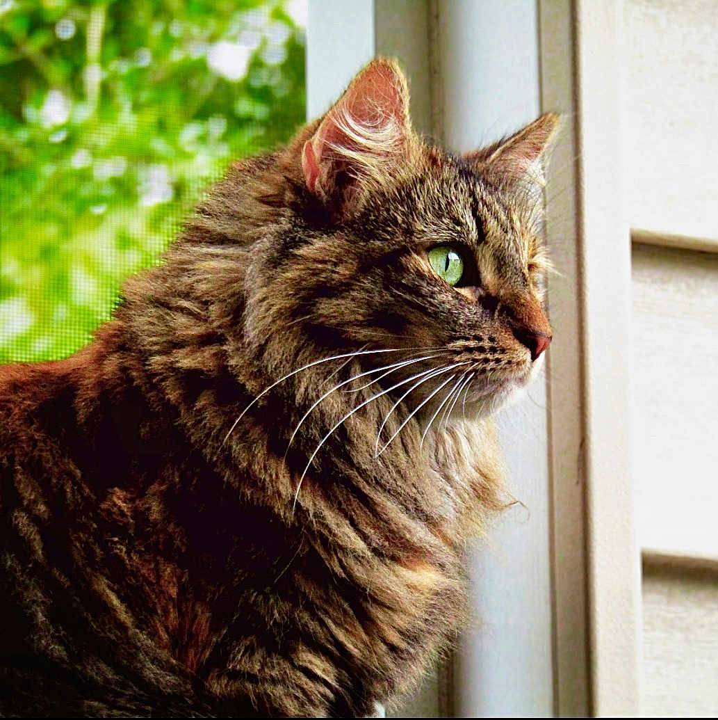 Jasmine