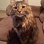 Jasmine is registered to the contest to win money with this photo: cat, feline, fluffy, brown_couch, indoor, pet, animal, tabby, long_hair, whiskers, ears, tail, sitting, looking_at_camera, cute, domestic_cat, cozy, soft_furniture, portrait, household