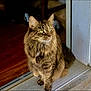 Jasmine is registered to the contest to win money with this photo: cat, tabby, green_eyes, fur, pet, animal, indoors, doorway, sitting, looking_away, domestic_cat, whiskers, cute, feline, closeup, portrait, soft_light, brown, striped, fluffy
