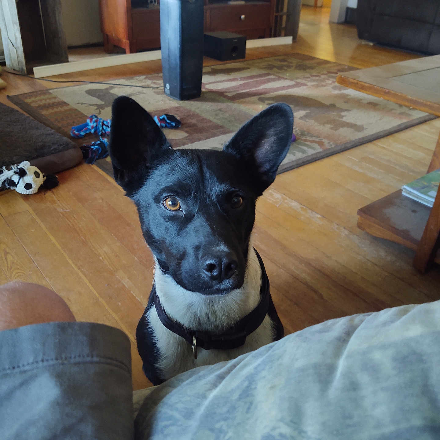 Jonsey joined the competition — help win amazing prizes! animal, architecture, building, canine, computerhardware, couch, dog, electronics, furniture, hardwood, homedecor, indoors, interiordesign, livingroom, pet, plywood, room, rug, speaker, wood