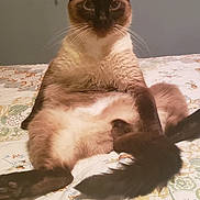 Mittens joined the competition — help win amazing prizes! cat, siamese, pet, indoor, bed, bedspread, window_blind, feline, animal, whiskers, ears, tail, fur, sitting, looking, cozy, home, cute, relaxed, domestic