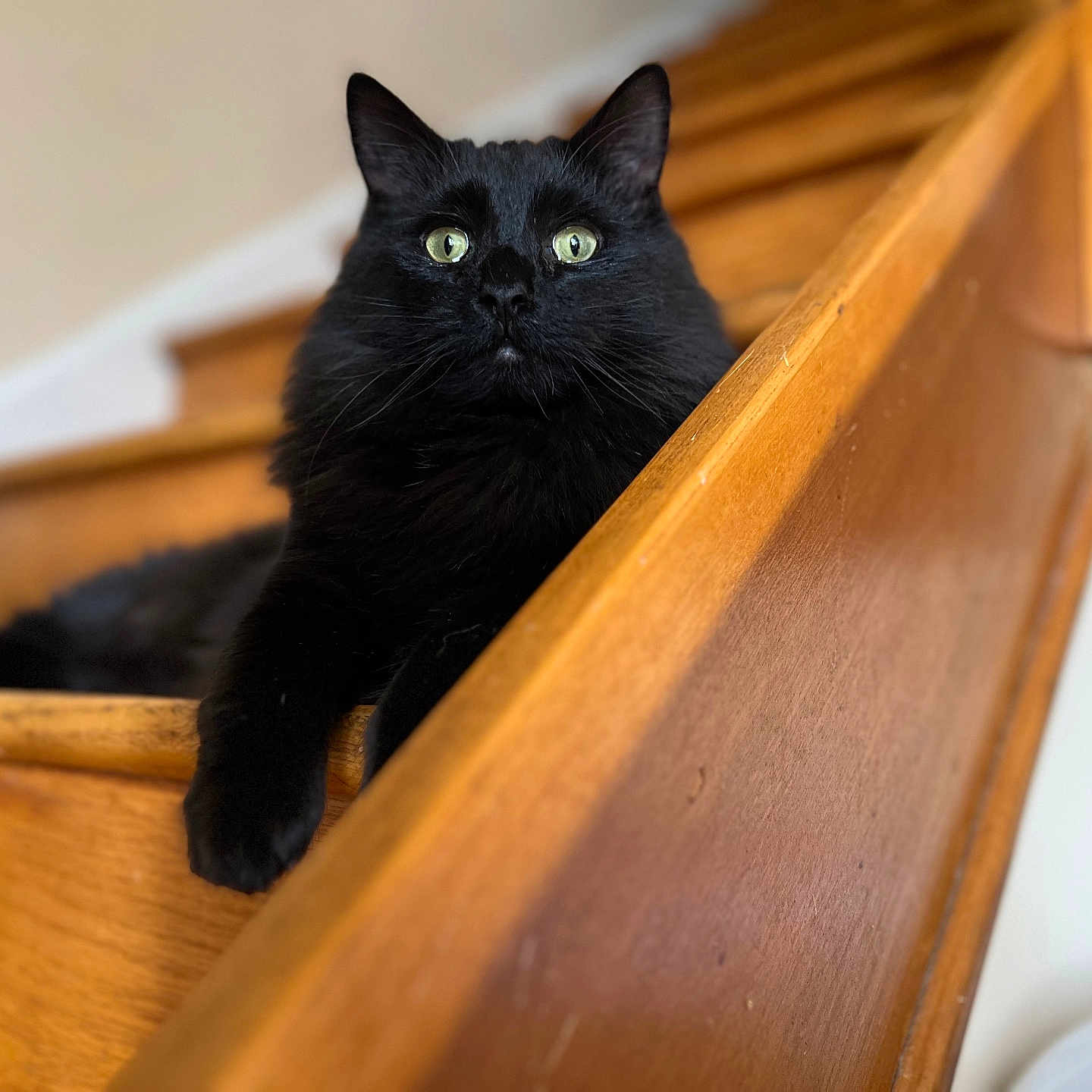 Binx joined the competition — help win amazing prizes! animal, architecture, blackcat, building, cat, drawer, furniture, handrail, hardwood, house, housing, indoors, kitten, manx, pet, plywood, shelf, stainedwood, staircase, wood