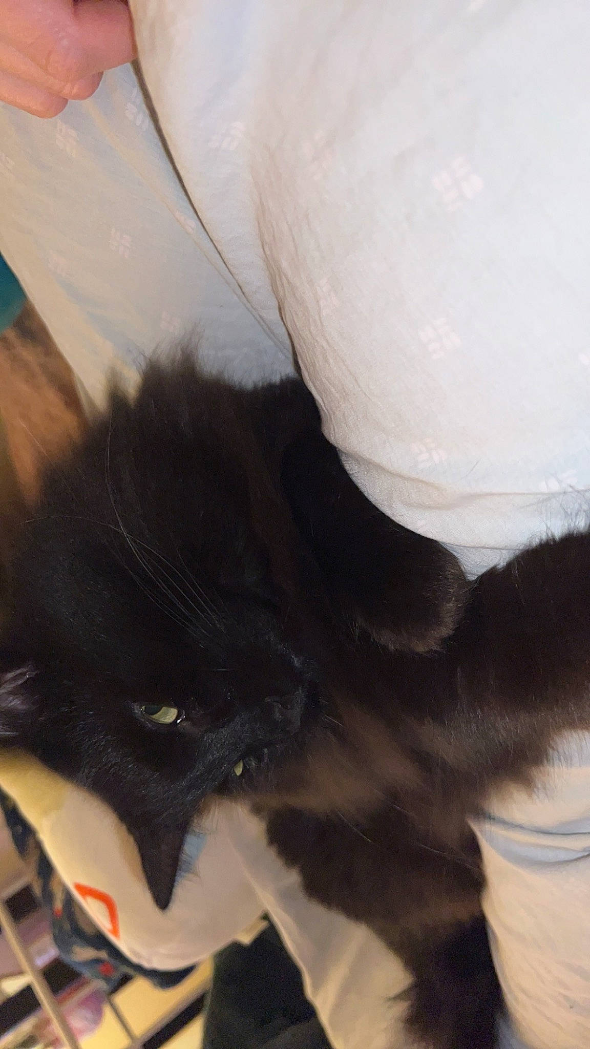 Binx joined the competition — help win amazing prizes! black_cat, carnivore, cat, claw, cloud, comfort, dog_breed, domestic_short_haired_cat, ear, felidae, foot, fur, gesture, human_leg, paw, small_to_medium_sized_cats, snout, tail, whiskers, working_animal