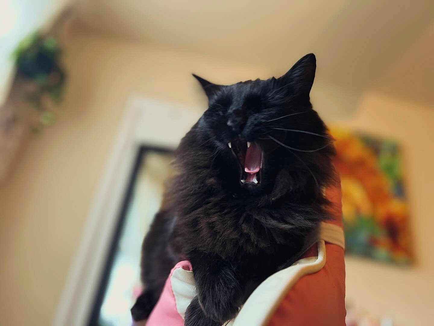 Binx joined the competition — help win amazing prizes! black_cat, carnivore, cat, claw, collar, domestic_short_haired_cat, dress, ear, fashion_accessory, felidae, fur, gesture, jewellery, magenta, room, sitting, small_to_medium_sized_cats, snout, tail, whiskers