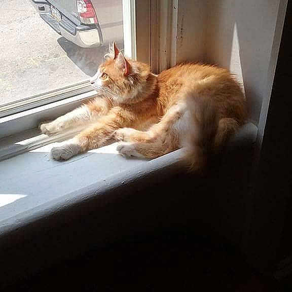 Fluffy