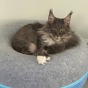 Sully is registered to the contest to win money with this photo: cat, fluffy_cat, pet_bed, grey_cat, white_paws, long_hair, indoor, resting, cozy, feline, relaxed, animal, cute, domestic_cat, ears, whiskers, carpet, home, portrait, lying_down