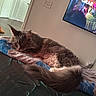 Sully is registered to the contest to win money with this photo: cat, gray_cat, fluffy, towel, bed, indoor, living_room, television, tv_screen, door, light_switch, fur, resting, relaxed, home, animal, pet, cozy, feline, sleepy