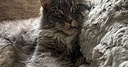 Sully joined the competition — help win amazing prizes! cat, fluffy, couch, paw, fur, indoor, cozy, relaxed, pet, mammal, whiskers, window, light, feline, cushion, home, portrait, resting, closeup, tabby