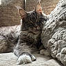 cat, closeup, couch, cozy, cushion, feline, fluffy, fur, home, indoor, light, mammal, paw, pet, portrait, relaxed, resting, tabby, whiskers, window