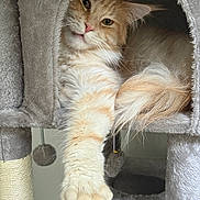 Tigger is registered to the contest to win money with this photo: animal, cat, cat_tree, cozy, cute, feline, fluffy, fur, home, indoor, nest, orange_tabby, paw, pet, playful, relaxed, resting, soft, stretching, whiskers