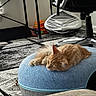Tigger is registered to the contest to win money with this photo: animal, carpet, cat, cozy, cute, domestic, feline, floor, furniture, home, indoor, mammal, modern_room, office_chair, orange_cat, pet_bed, relaxation, resting, sleeping, window_blinds