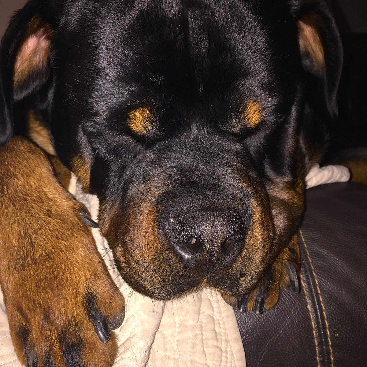 Usko Jurassic Bram'S participe au concours pour gagner de l'argent avec cette photo : animal, boxer, bulldog, canine, couch, cushion, dog, face, furniture, head, homedecor, hound, labradorretriever, person, pet, photography, portrait, puppy, sleeping, snout