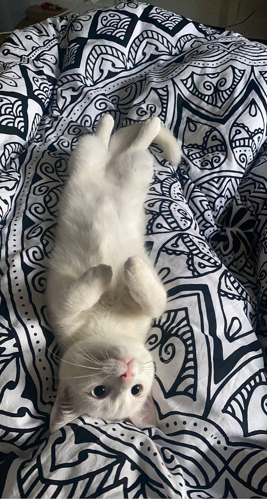 Swaïli participe au concours pour gagner de l'argent avec cette photo : art, beauty, black_and_white, carnivore, cat, felidae, font, mammal, monochrome, monochrome_photography, organism, painting, pattern, small_to_medium_sized_cats, style, textile, vertebrate, visual_arts, wall, whiskers