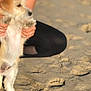 animal, background, beach, blurry, brown, casual, cute, dog, fur, holding, kneeling, legs, outdoor, paw, person, pet, sand, small_dog, sunlight, white