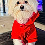 dog, white_dog, fluffy, pet, indoors, red_hoodie, cute, small_dog, fur, animal, portrait, looking_at_camera, house, living_room, couch, soft_lighting, domestic_animal, companion, friendly, adorable
