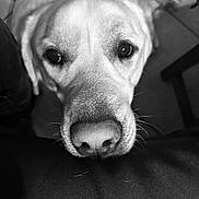 Ub a rejoint le concours — aidez-le/la à gagner de superbes lots ! dog, close_up, black_and_white, nose, eyes, pet, animal, canine, portrait, indoor, floor, whiskers, snout, fur, looking_up, waiting, curious, companion, friend, cute