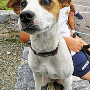 Maya a rejoint le concours — aidez-le/la à gagner de superbes lots ! companion_dog, dog, dog_breed, dog_breed_group, dog_like_mammal, jack_russell_terrier, russell_terrier, snout