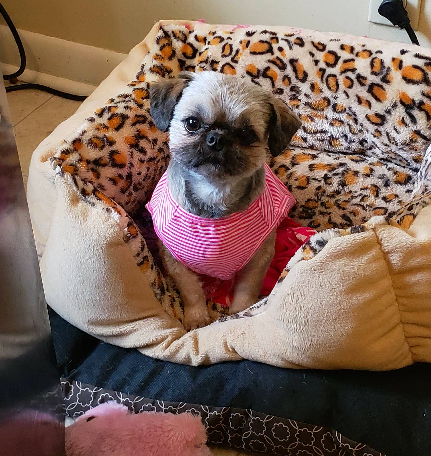 Lacy Rai joined the competition — help win amazing prizes! canidae, carnivore, companion_dog, dog, dog_bed, dog_breed, dog_clothes, fawn, mammal, non_sporting_group, pug, puppy, puppy_love, shih_tzu, toy_dog, vertebrate