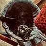 black_cat, cat, pet, animal, feline, cozy, bed, soft_texture, indoor, curious, whiskers, ears, relaxed, looking_up, fur, home, comfortable, resting, cute, domestic_animal