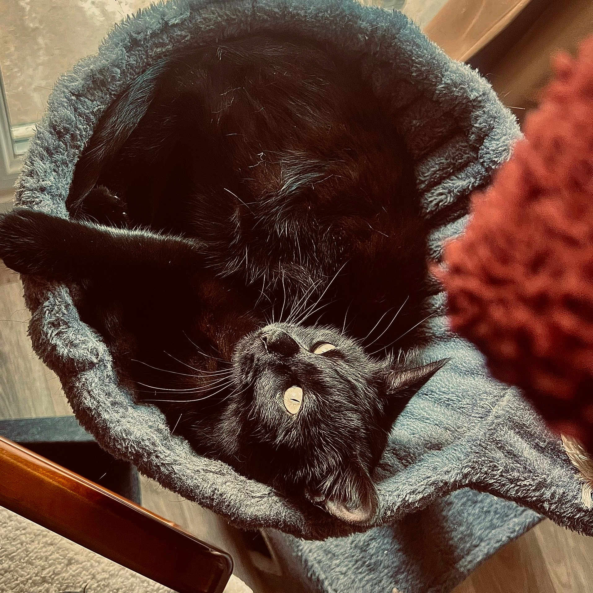Baya