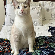 Kurt is registered to the contest to win money with this photo: cat, blue_eyes, sitting, bed, blanket, pillow, indoor, feline, curious, white_fur, cream_fur, patterned_blanket, patterned_pillow, domestic_cat, pet, cozy, furniture, animal, portrait, closeup