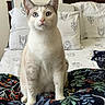 cat, blue_eyes, sitting, bed, blanket, pillow, indoor, feline, curious, white_fur, cream_fur, patterned_blanket, patterned_pillow, domestic_cat, pet, cozy, furniture, animal, portrait, closeup