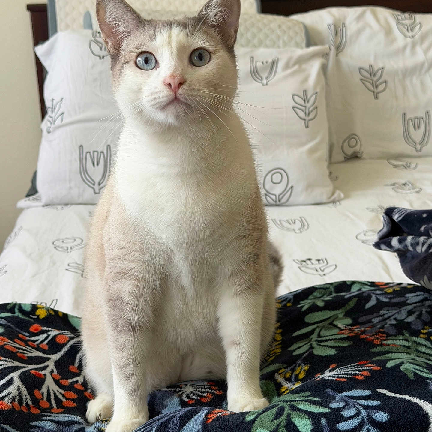 Kurt is registered to the contest to win money with this photo: cat, blue_eyes, sitting, bed, blanket, pillow, indoor, feline, curious, white_fur, cream_fur, patterned_blanket, patterned_pillow, domestic_cat, pet, cozy, furniture, animal, portrait, closeup