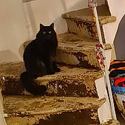 Berlioze a rejoint le concours — aidez-le/la à gagner de superbes lots ! black_cat, cat, stairs, indoor, pet, animal, feline, wide_eyes, fluffy, decorations, worn_stairs, rustic, basket, household, quiet, curious, sitting, wall, floor, home
