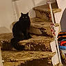 black_cat, cat, stairs, indoor, pet, animal, feline, wide_eyes, fluffy, decorations, worn_stairs, rustic, basket, household, quiet, curious, sitting, wall, floor, home